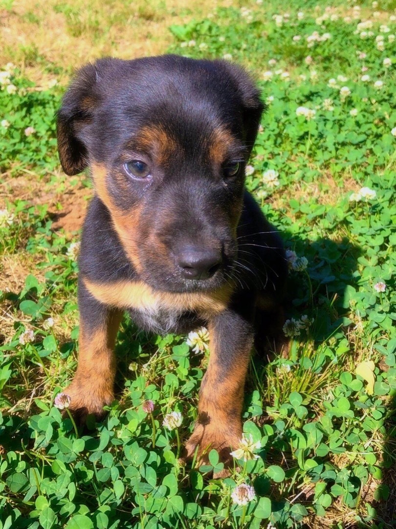 Astro, an adoptable German Pinscher, Rottweiler in Greenfield, TN, 38230 | Photo Image 2