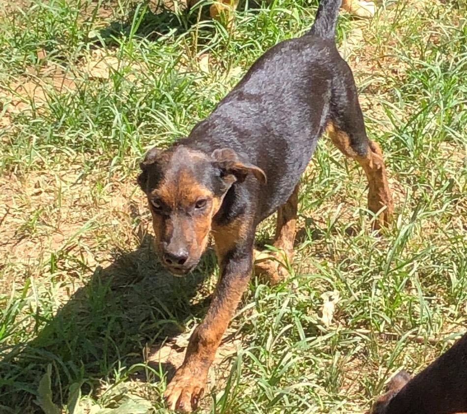 Astro, an adoptable German Pinscher, Rottweiler in Greenfield, TN, 38230 | Photo Image 3