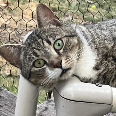 Aladdin - Barn/Working Cat, an adoptable Domestic Short Hair in ATOKA, TN, 38004 | Photo Image 1