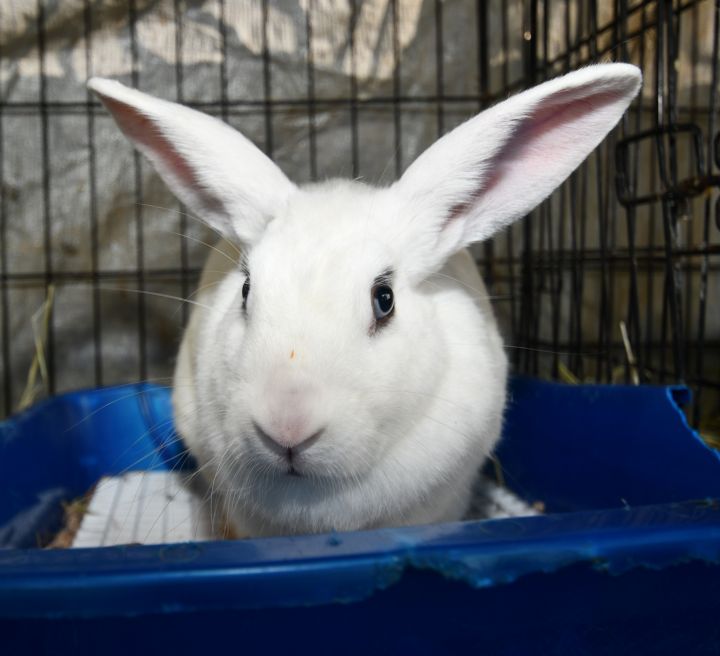 Shoot!, an adoptable Bunny Rabbit in East Syracuse, NY_image-1