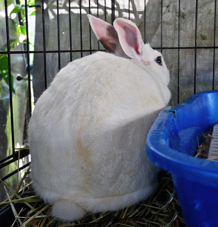 Shoot!, an adoptable Bunny Rabbit in East Syracuse, NY_image-3