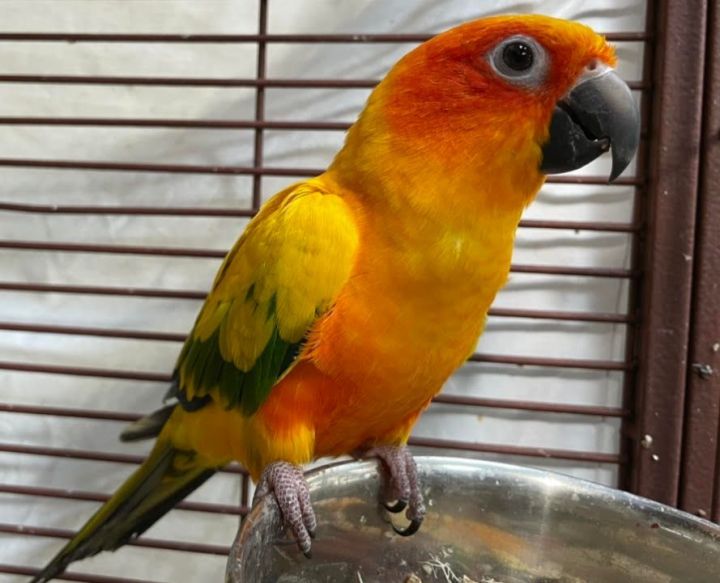 Peaches and Mango, an adopted Conure in Murray, KY_image-1
