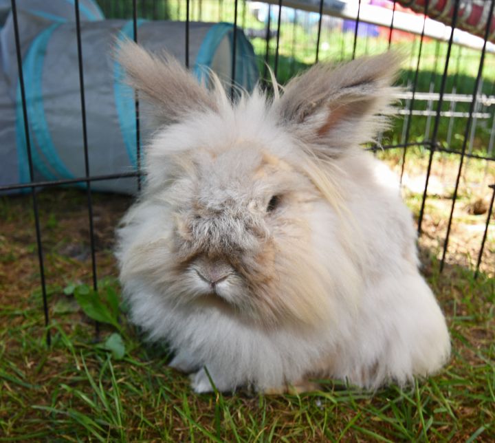 Geez!, an adoptable Bunny Rabbit in East Syracuse, NY_image-2