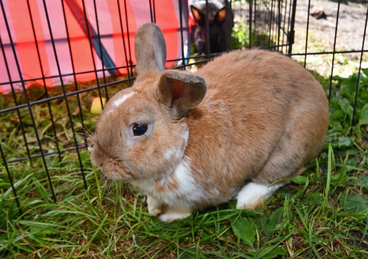 Shucks!, an adoptable Bunny Rabbit in East Syracuse, NY_image-2