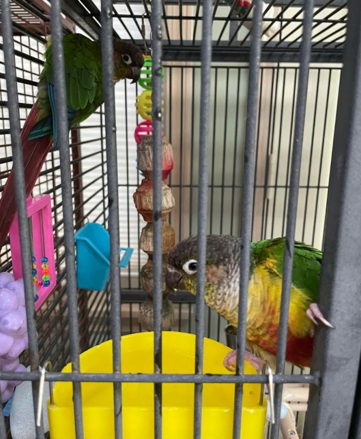 Kiwi and Honey, an adopted Conure in Murray, KY_image-2