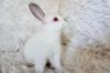 Tiny Tim photo 6