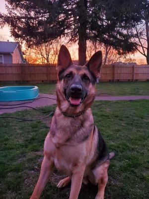 Midwest german hot sale shepherd rescue