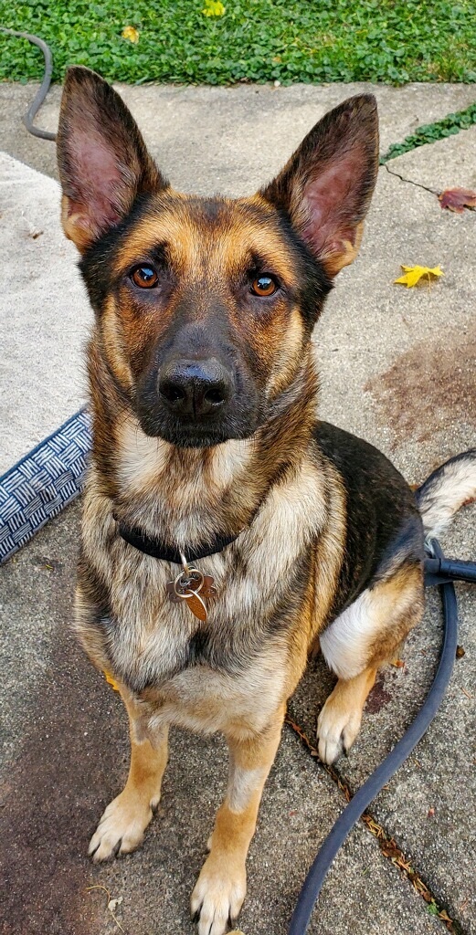 Toasty , an adoptable German Shepherd Dog in Chicago, IL_image-2