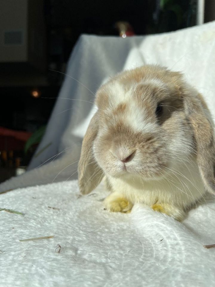 Rabbit for adoption Turmeric (Tumeric), a Holland Lop in Los Angeles