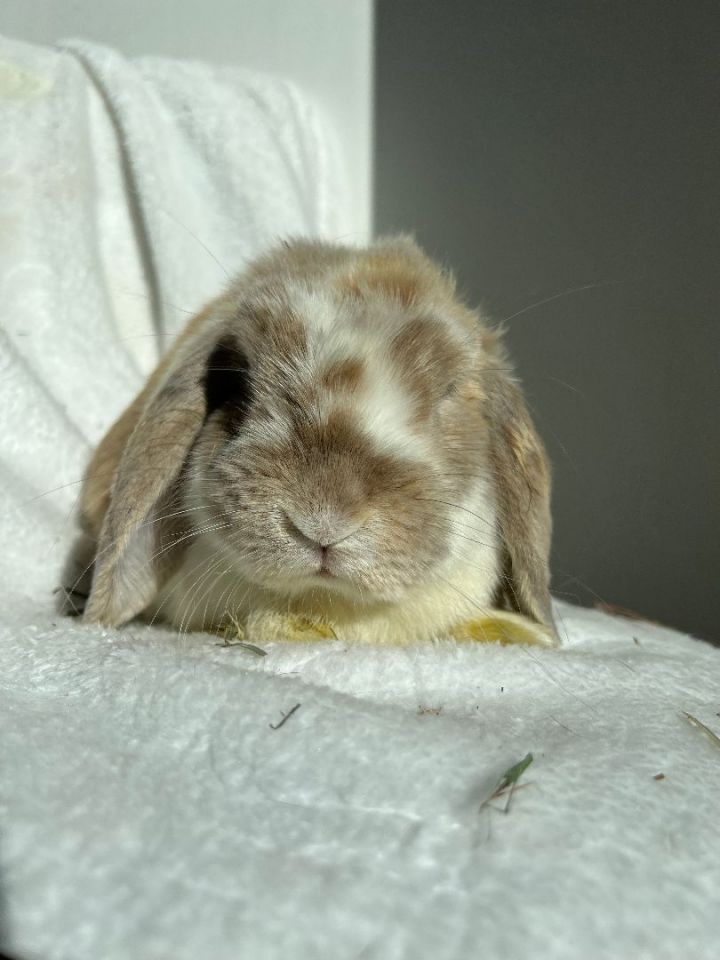 Rabbit for adoption Turmeric (Tumeric), a Holland Lop in Los Angeles