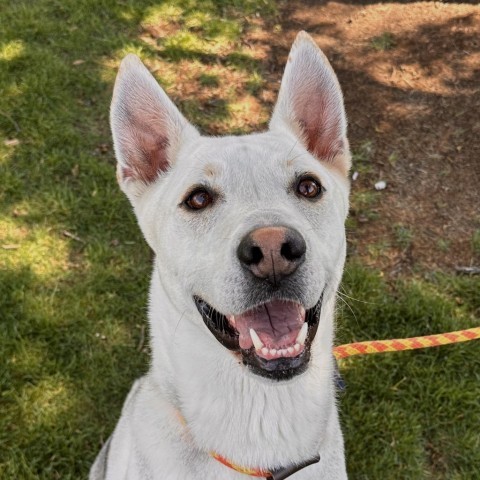 Loki, an adoptable Siberian Husky, Mixed Breed in Spokane, WA, 99217 | Photo Image 1