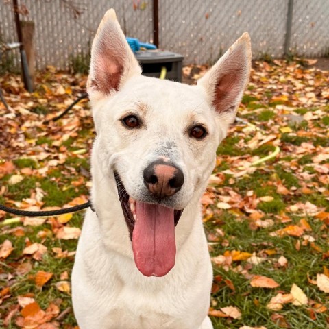 Loki Larry, an adoptable Siberian Husky, Mixed Breed in Spokane, WA, 99217 | Photo Image 1