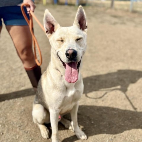 Loki, an adoptable Siberian Husky, Mixed Breed in Spokane, WA, 99217 | Photo Image 2