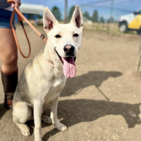 Loki Larry, an adoptable Siberian Husky, Mixed Breed in Spokane, WA, 99217 | Photo Image 2