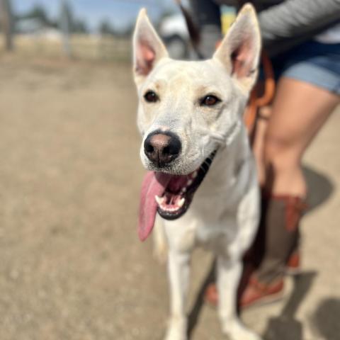 Loki, an adoptable Siberian Husky, Mixed Breed in Spokane, WA, 99217 | Photo Image 3