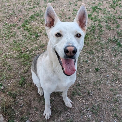 Loki Larry, an adoptable Siberian Husky, Mixed Breed in Spokane, WA, 99217 | Photo Image 5