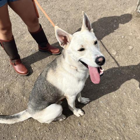 Loki Larry, an adoptable Siberian Husky, Mixed Breed in Spokane, WA, 99217 | Photo Image 5