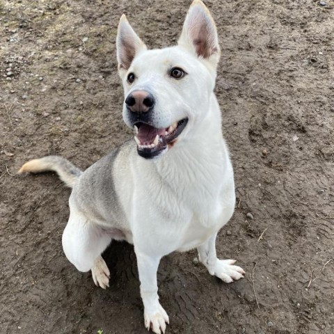 Loki, an adoptable Siberian Husky, Mixed Breed in Spokane, WA, 99217 | Photo Image 6