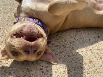 Roxie, an adoptable Pit Bull Terrier in New Orleans, LA, 70115 | Photo Image 2