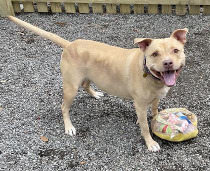 Roxie, an adoptable Pit Bull Terrier in New Orleans, LA, 70115 | Photo Image 3