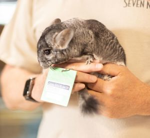 Cairo Chinchilla Small & Furry