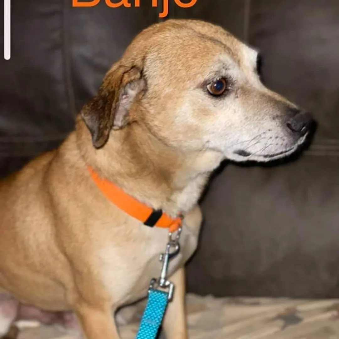 Banjo, an adoptable Labrador Retriever, Chihuahua in modesto, CA, 95351 | Photo Image 2