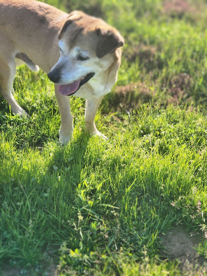 Banjo, an adoptable Labrador Retriever, Chihuahua in modesto, CA, 95351 | Photo Image 3