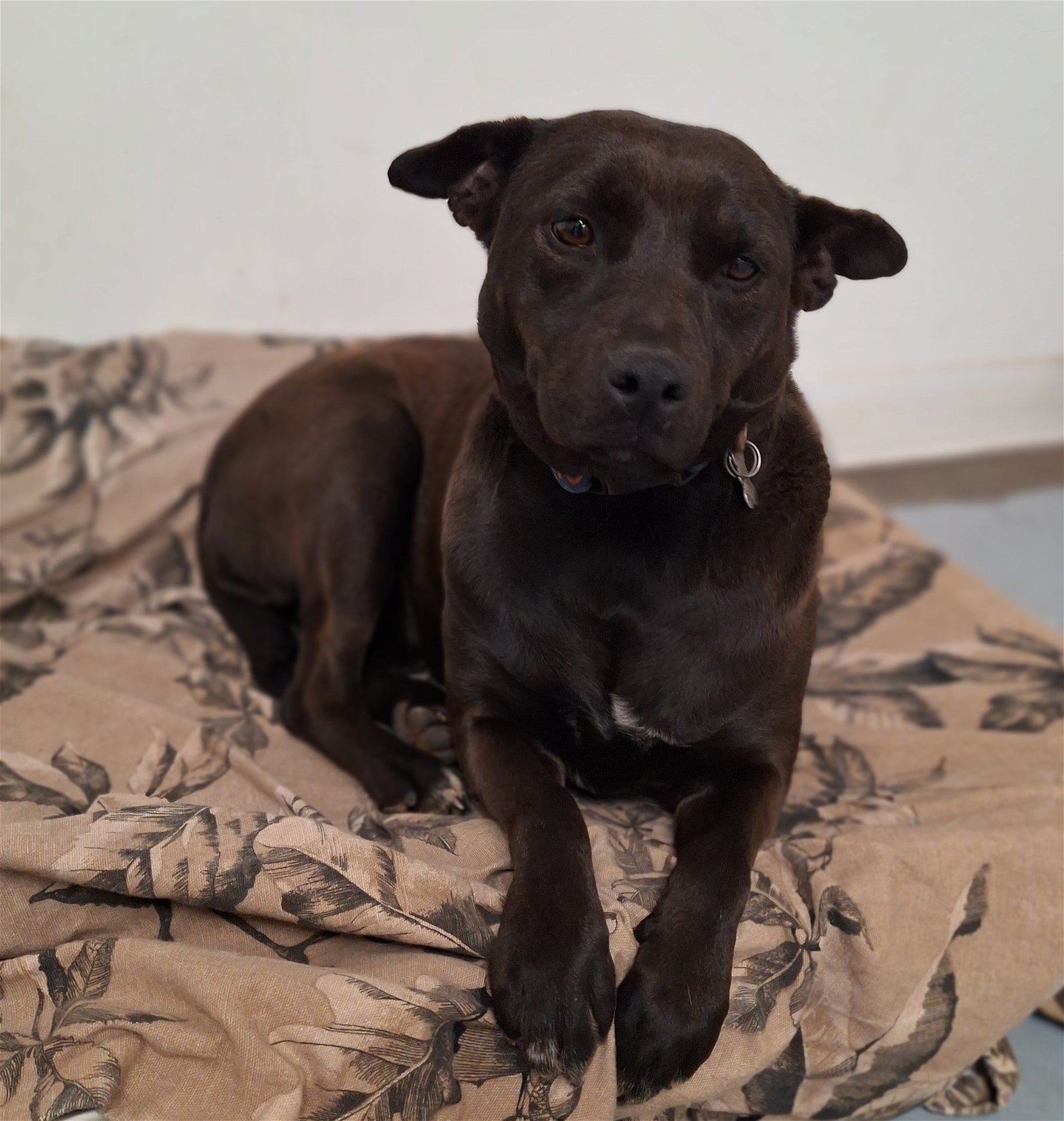 KAYLEE, an adoptable Labrador Retriever in Chico, CA, 95973 | Photo Image 1