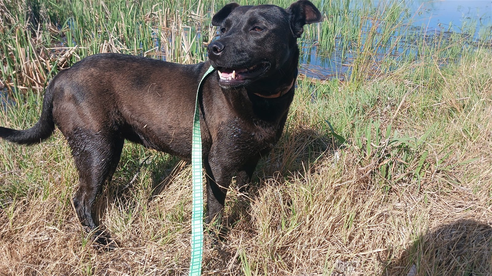 KAYLEE, an adoptable Labrador Retriever in Chico, CA, 95973 | Photo Image 2