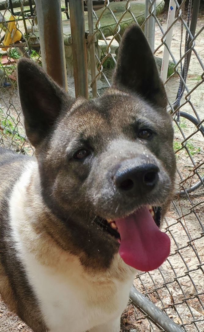 Dog for adoption - Mira, an Akita in Jacksonville, FL | Petfinder