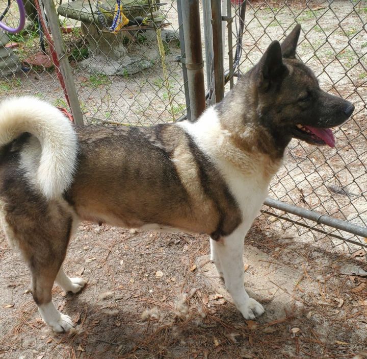 Dog for adoption - Mira, an Akita in Jacksonville, FL | Petfinder