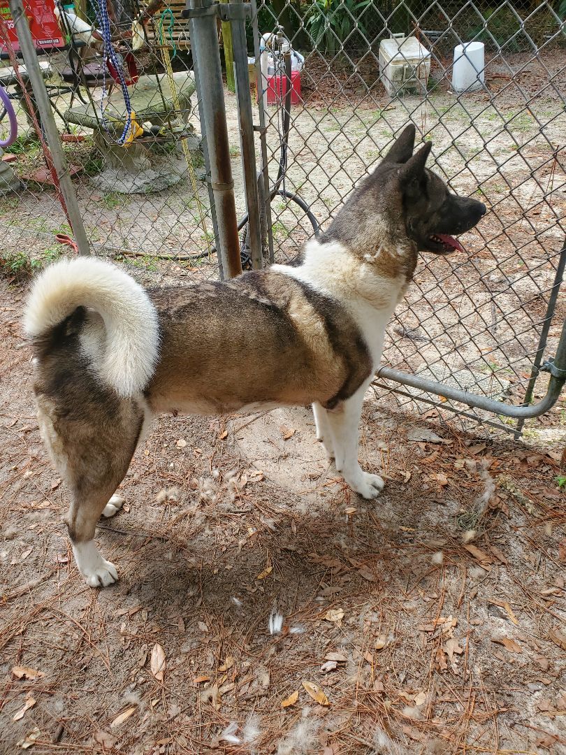 Mira, an adoptable Akita in Jacksonville, FL, 32207 | Photo Image 3