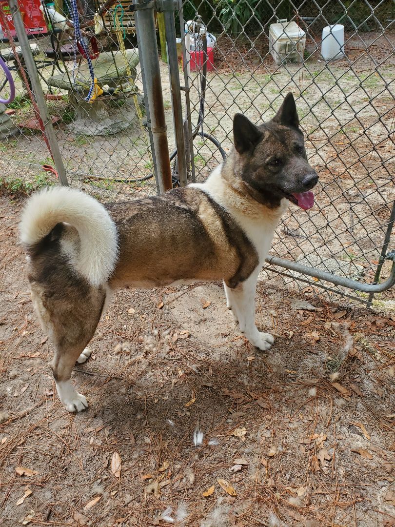 Mira, an adoptable Akita in Jacksonville, FL, 32207 | Photo Image 4
