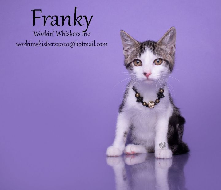 FRANKY , an adoptable Exotic Shorthair & Tabby Mix in Murrieta, CA_image-2