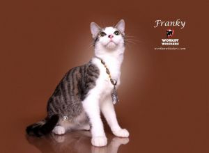 FRANKY 