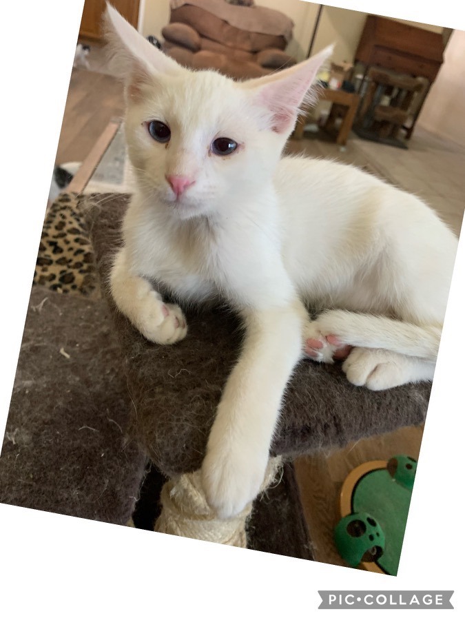Kasper, an adoptable Siamese & Domestic Short Hair Mix in Mission Viejo, CA_image-1