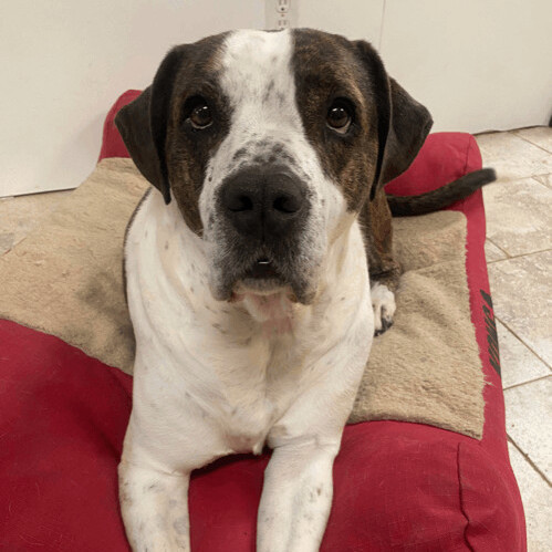 6021 Jack, an adoptable Saint Bernard in Springfield, MO, 65810 | Photo Image 1