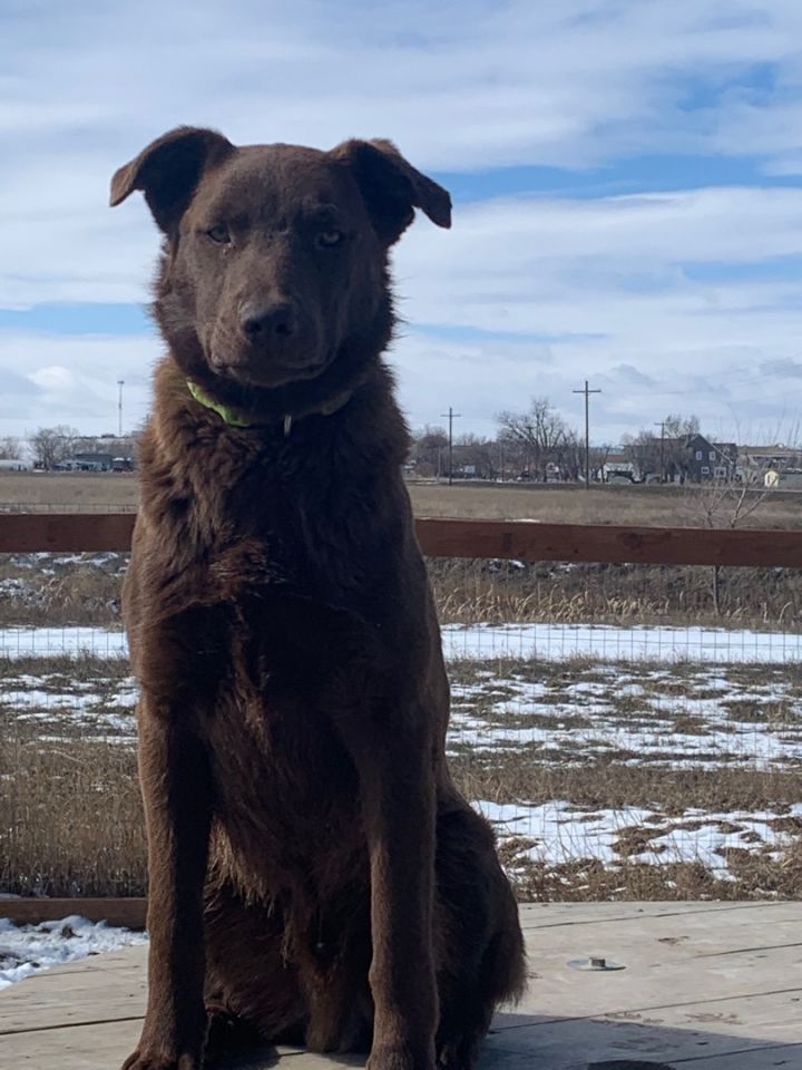 Dog for adoption Greg, an Australian Kelpie & Chocolate Labrador
