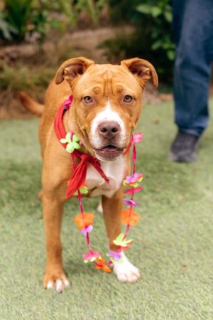 Teeta is a 10-month-old spayed female puppy She is a very wiggly happy and playful girl that wan