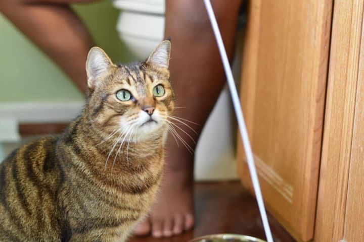 BERNIE!, an adopted Bengal & Domestic Short Hair Mix in Philadelphia, PA_image-2