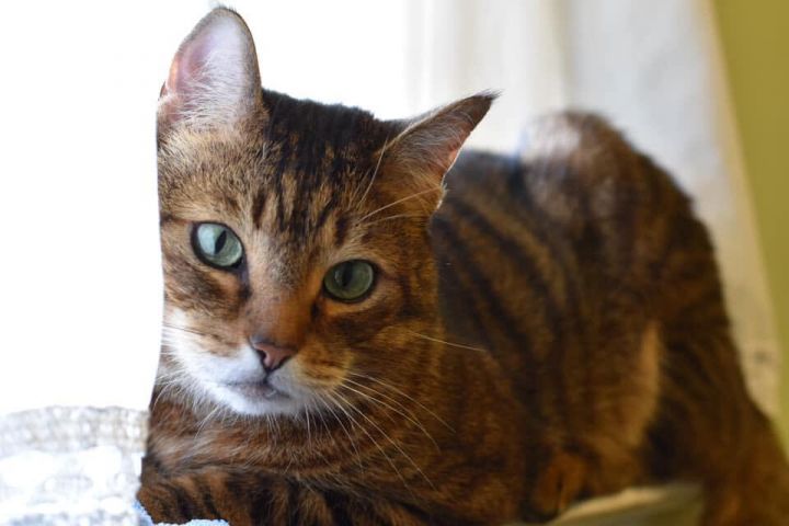 BERNIE!, an adopted Bengal & Domestic Short Hair Mix in Philadelphia, PA_image-6