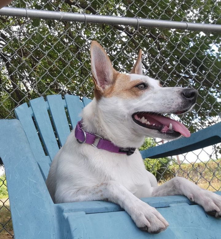 Dog for adoption - Brigitte (In Foster), a Jack Russell Terrier &  Australian Cattle Dog / Blue Heeler Mix in Jersey City, NJ | Petfinder