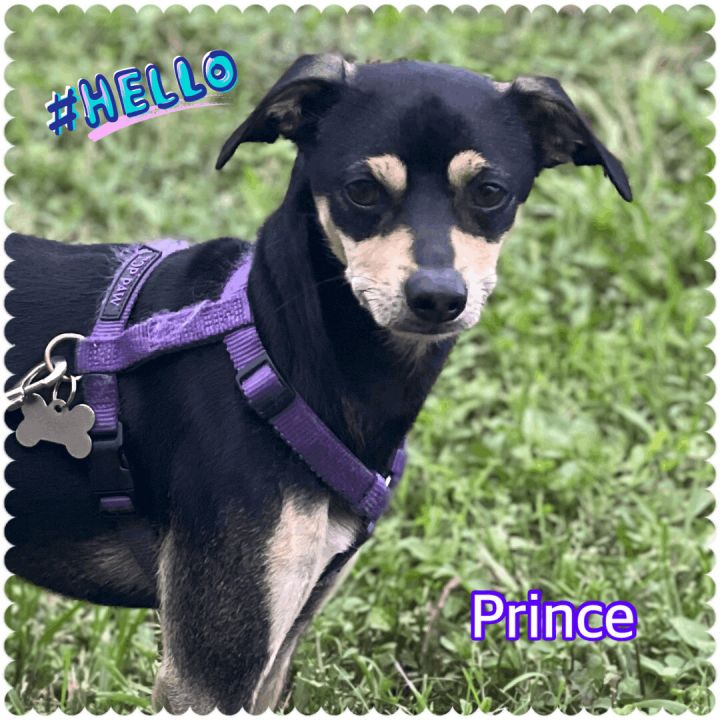 Prince, an adoptable Miniature Pinscher Mix in Hollywood, FL_image-1
