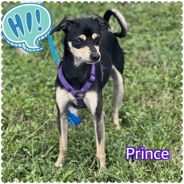 Prince, an adoptable Miniature Pinscher Mix in Hollywood, FL_image-2