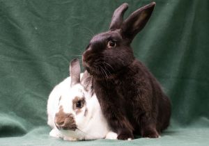 Ponyo &amp; Felix, Young Female unknown