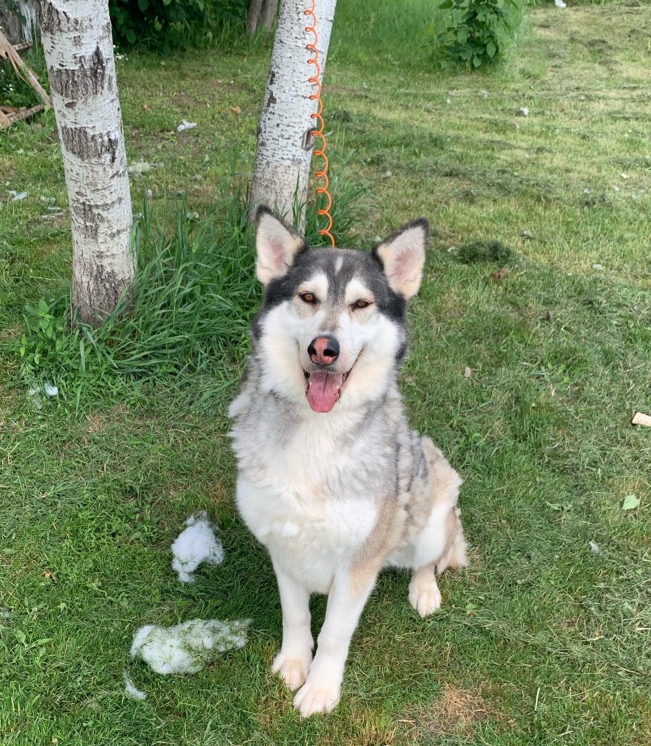 Nahla, an adoptable Alaskan Malamute in Beaverton, MI, 48612 | Photo Image 5