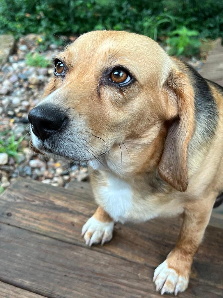 Bea the Beagle - Fostered in Kansas City