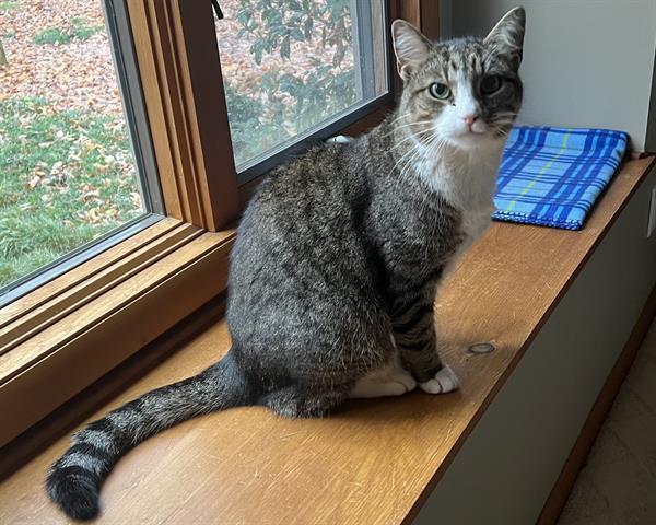COWBOY, an adoptable Domestic Short Hair in Raleigh, NC, 27603 | Photo Image 1