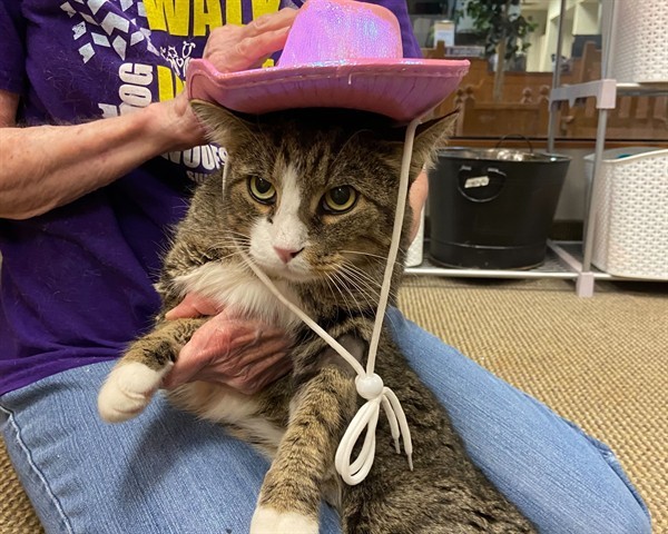 COWBOY, an adoptable Domestic Short Hair in Raleigh, NC, 27603 | Photo Image 1