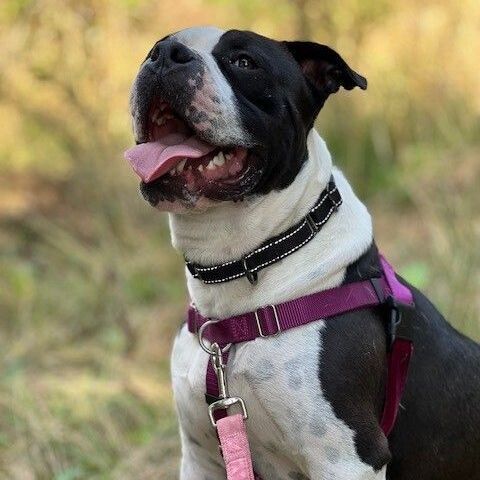 Boris, an adoptable Pit Bull Terrier in Quilcene, WA, 98376 | Photo Image 3